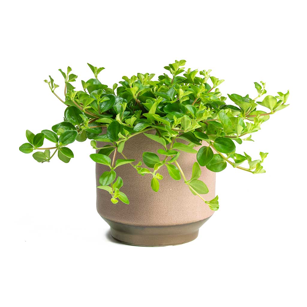 Trailing Jade houseplant in Jorrit Plant Pot