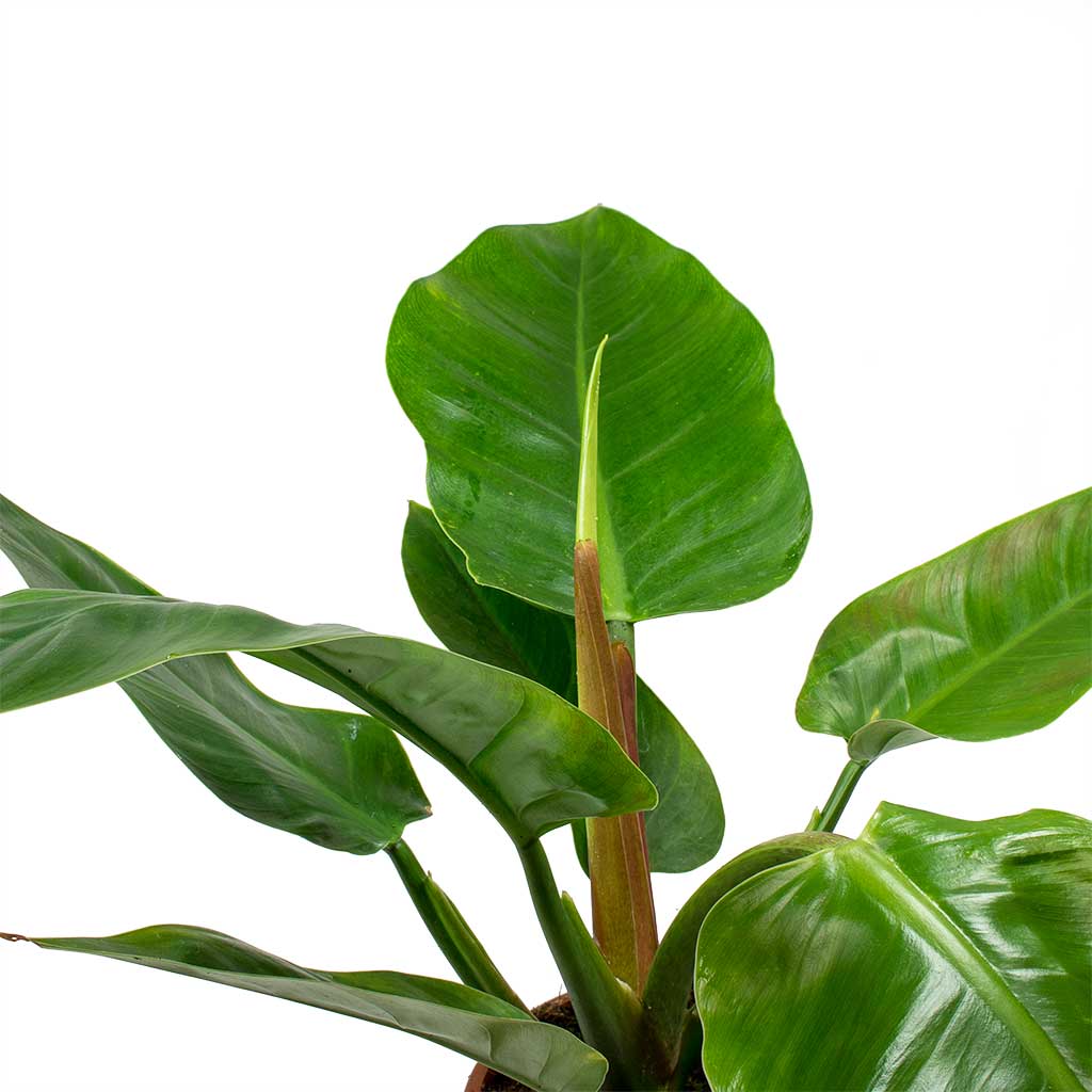 Philodendron Imperial Green Houseplants Hortology