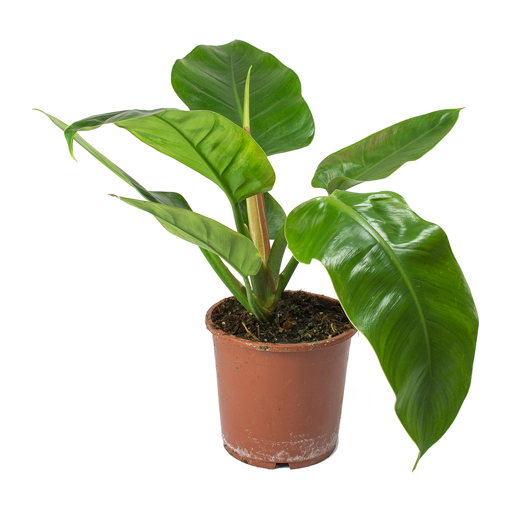 Image result for philodendron