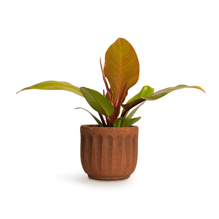 Prince Of Orange Philodendron