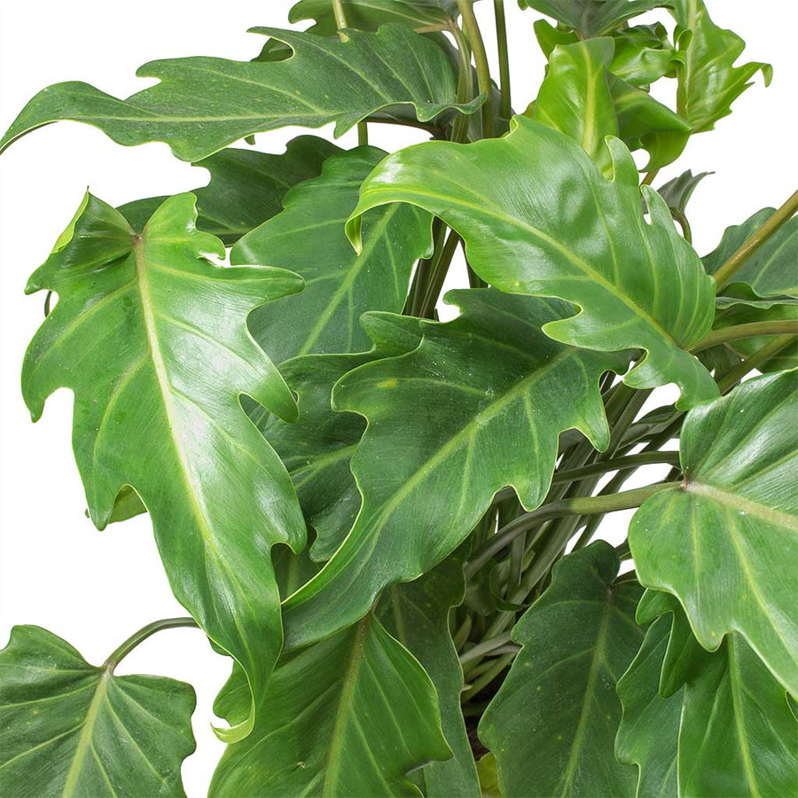 Philodendron Indoor Plants - Buy Online | Hortology.co.uk