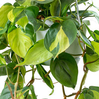 Philodendron scandens Brasil - Sweetheart Plant - Hortology