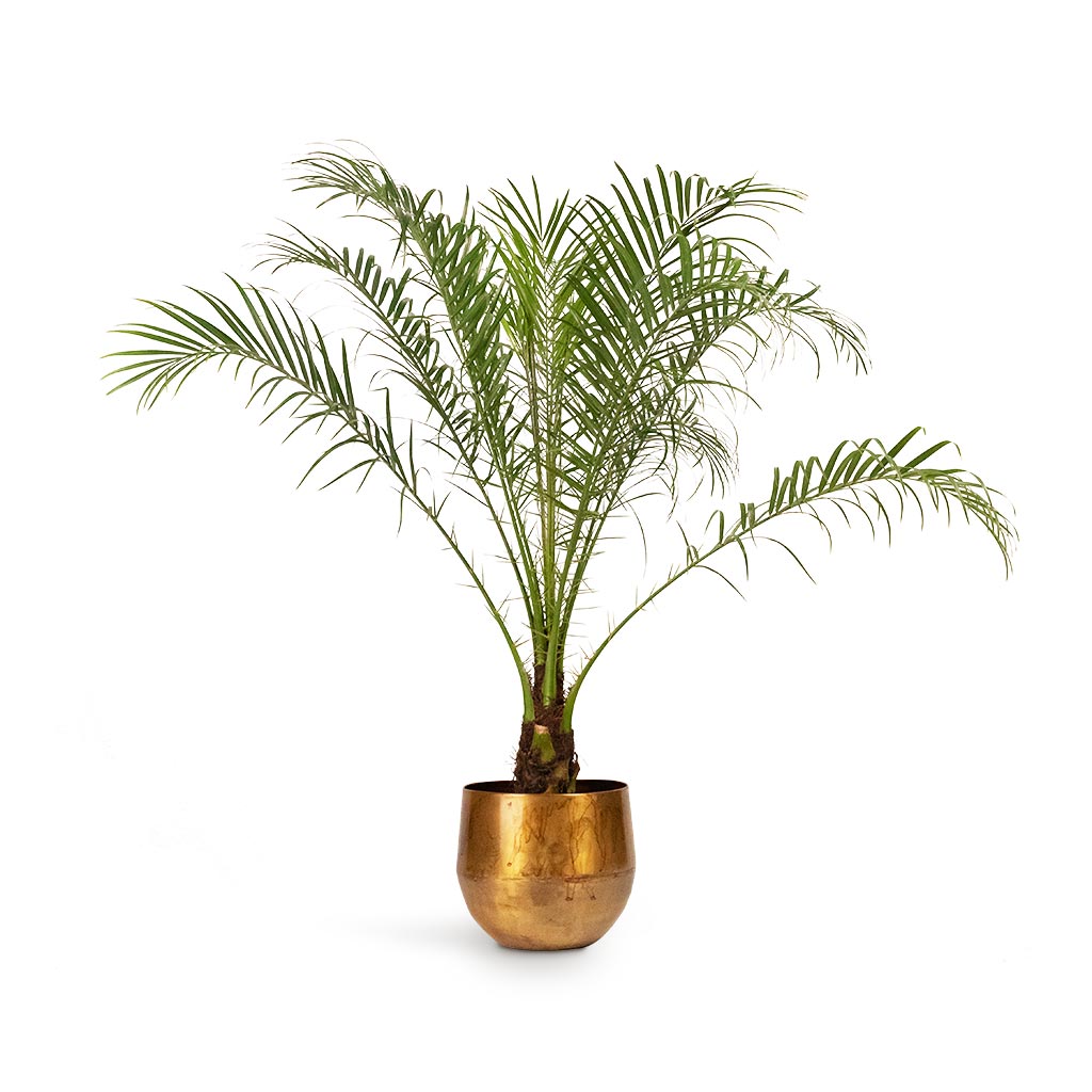 Pygmy Date Palm Houseplant in Ayka Plant Pot