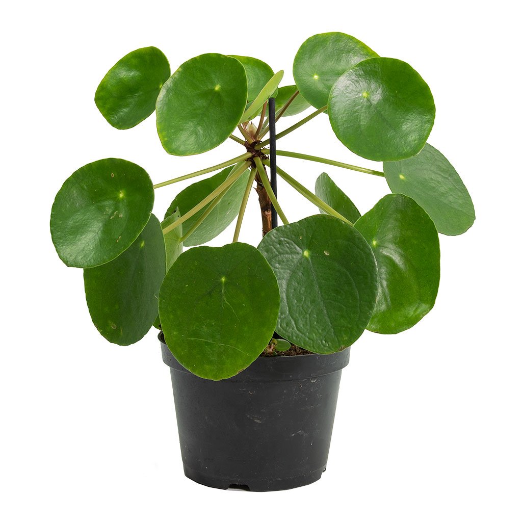 Пилея peperomioides