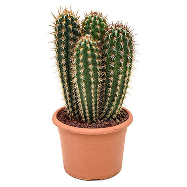 Pilocereus gounellei - Xique-Xique Cactus - Hortology