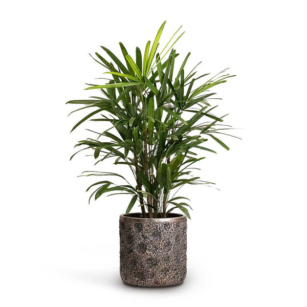 Lady Palm Houseplant with Luxe Lite Plant Pot