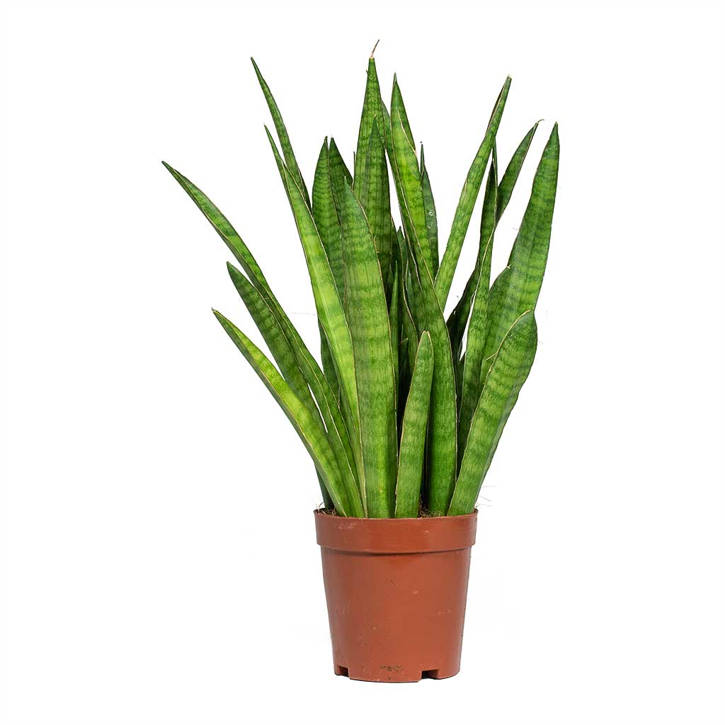 Sansevieria kirkii - Star Sansevieria | Hortology