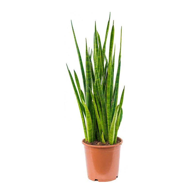 Sansevieria kirkii - Star Sansevieria | Hortology