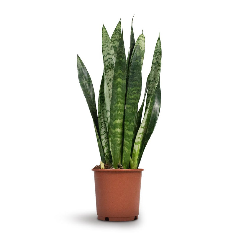 Sansevieria trifasciata Black Coral - Snake Plant - Hortology