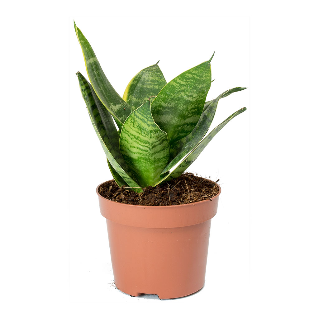 sansevieria hahnii