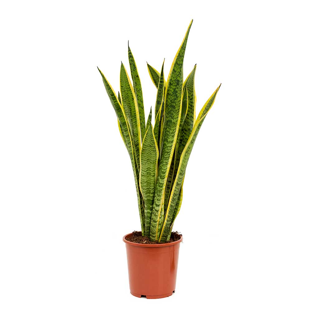 Sansevieria trifasciata Laurentii - Variegated Snake Plant - Hortology