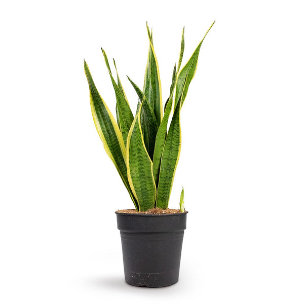 Sansevieria trifasciata Laurentii - Variegated Snake Plant - Hortology