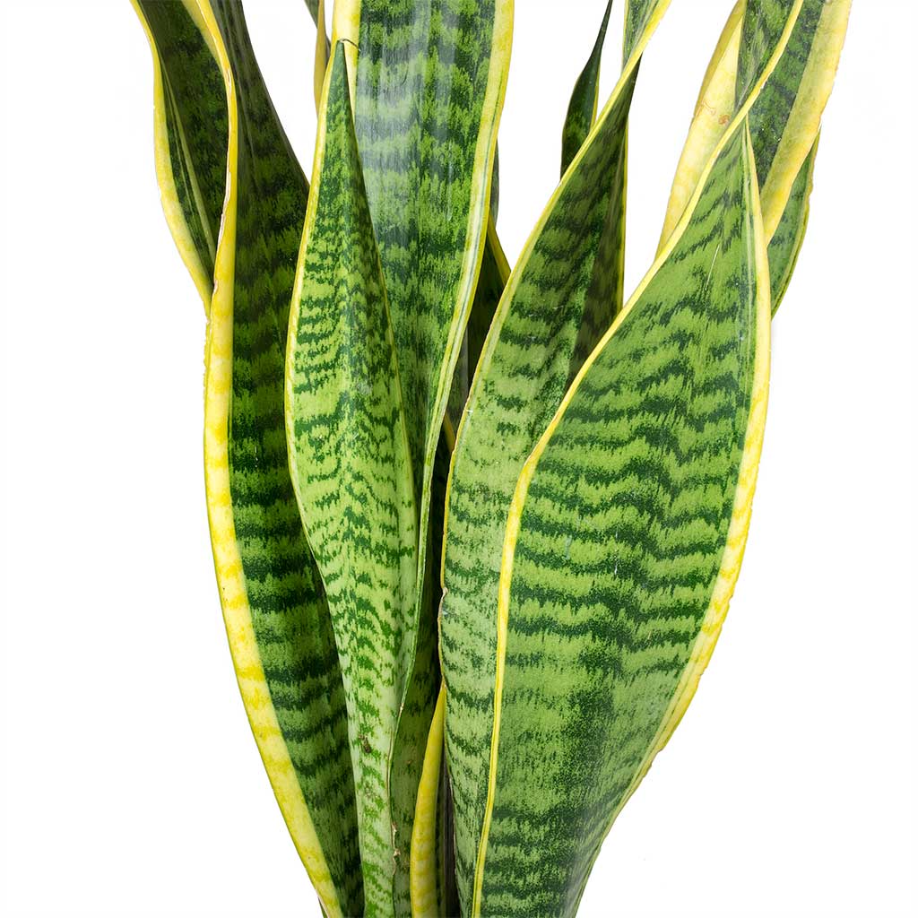 Snake Plant Sansevieria trifasciata