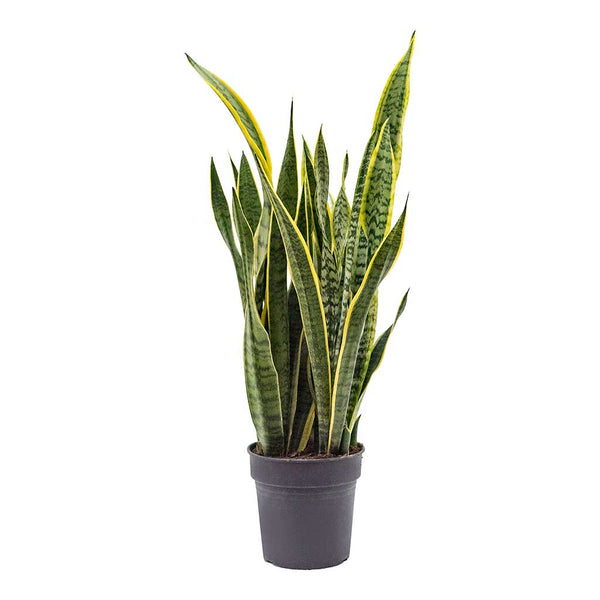 Sansevieria trifasciata Laurentii - Variegated Snake Plant - Hortology