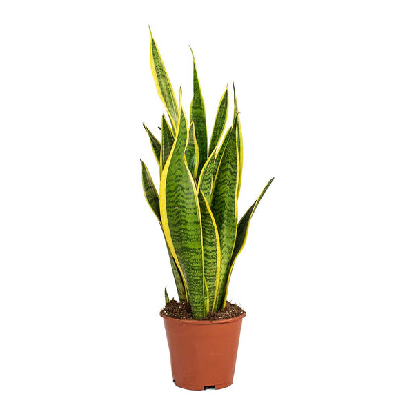 Sansevieria trifasciata Laurentii - Variegated Snake Plant - Hortology