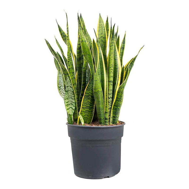 Sansevieria trifasciata Laurentii - Variegated Snake Plant - Hortology