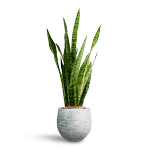 Sansevieria zeylanica - Hydroculture Plant | Hortology