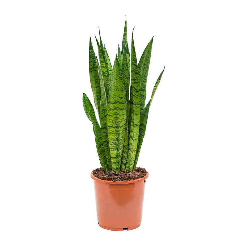 Sansevieria - Snake Plants - Buy Online | Hortology.co.uk