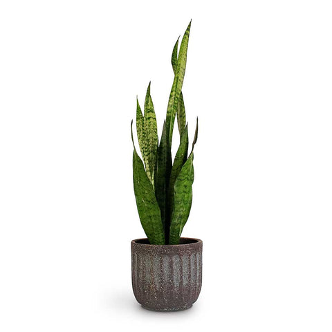 Sansevieria - Snake Plants