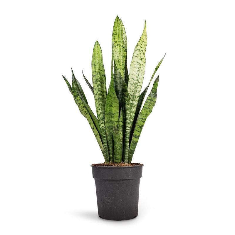 Sansevieria zeylanica - Snake Plant | Hortology