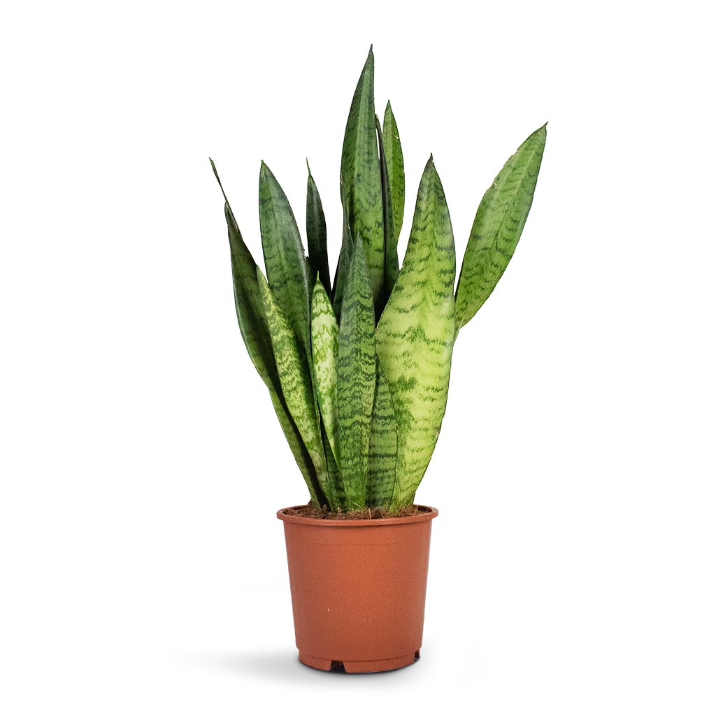 Sansevieria zeylanica - Snake Plant | Hortology