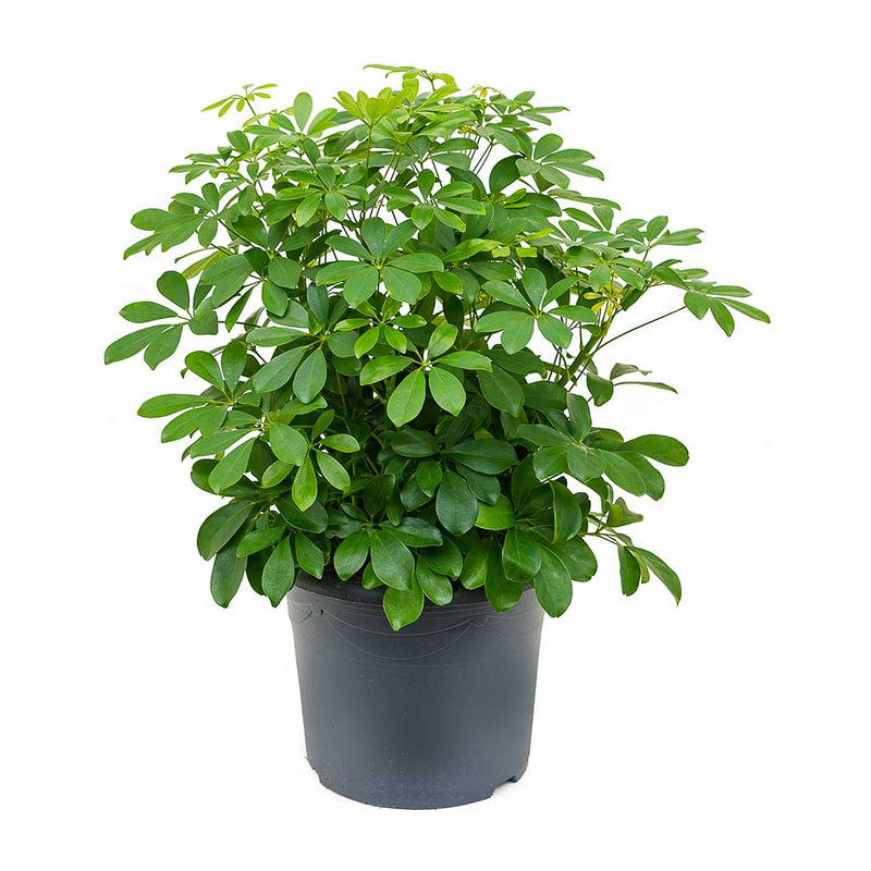 Schefflera arboricola - Dwarf Umbrella Tree | Hortology