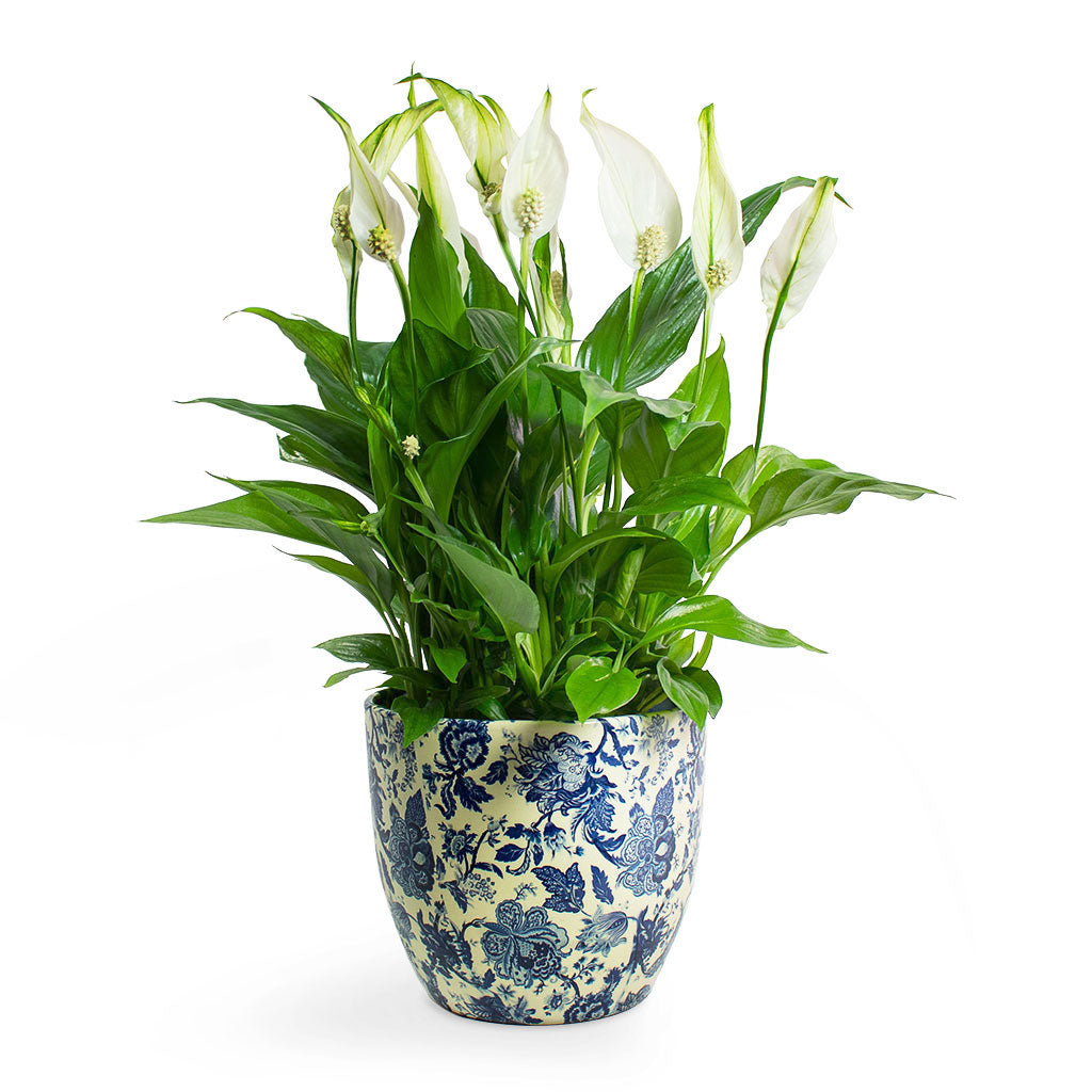 Peace Lily with Monza Plant Pot