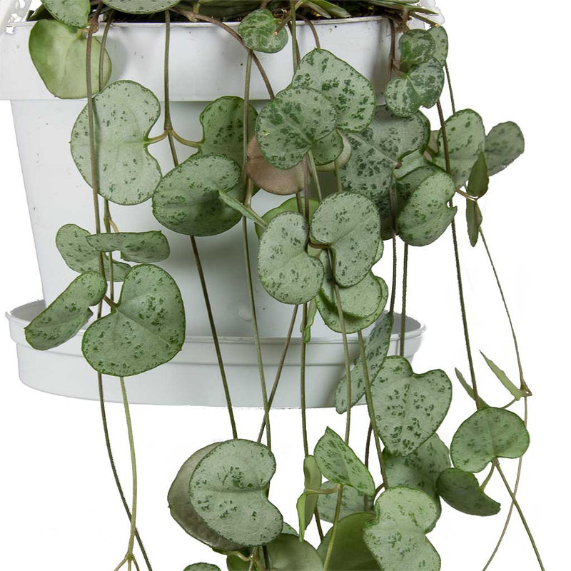 rosary vine string of hearts plant