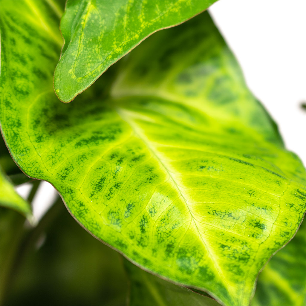 Hedera helix White Wonder - English Ivy - Hanging Plants