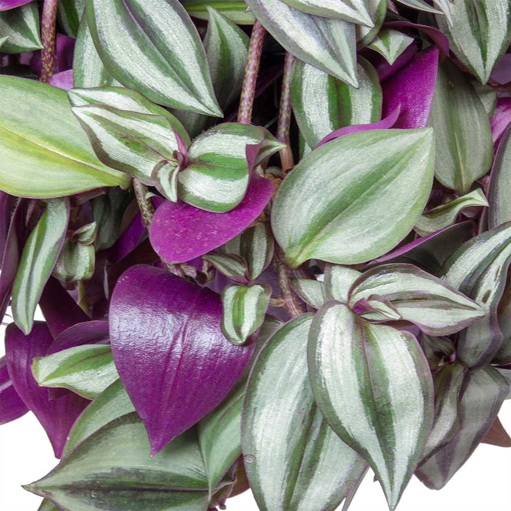 wandering jew leaves turning yellow