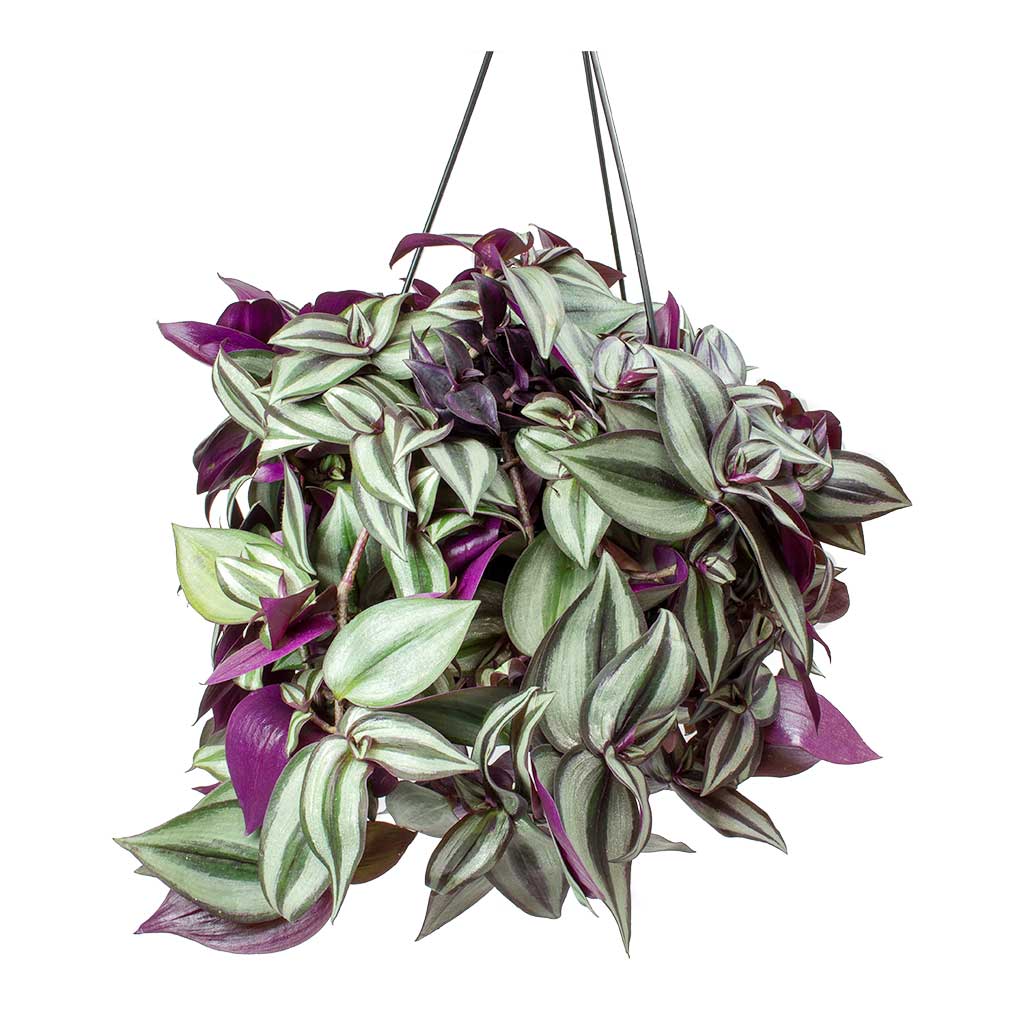 wandering jew lowes