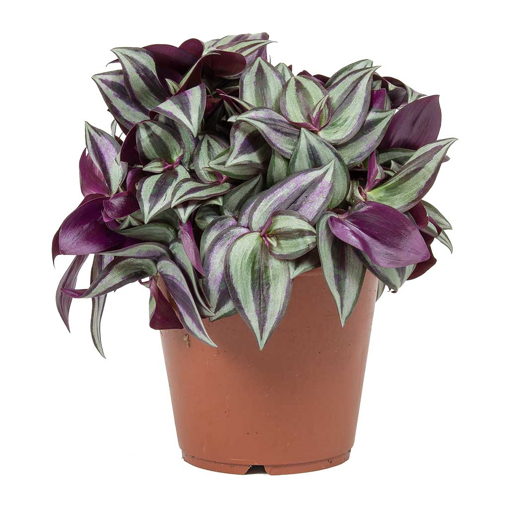 wandering jew plant tradescantia zebrina