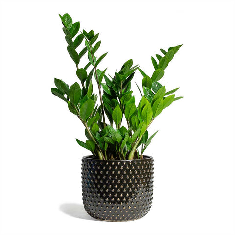 Zamioculcas zamiifolia - ZZ Plant