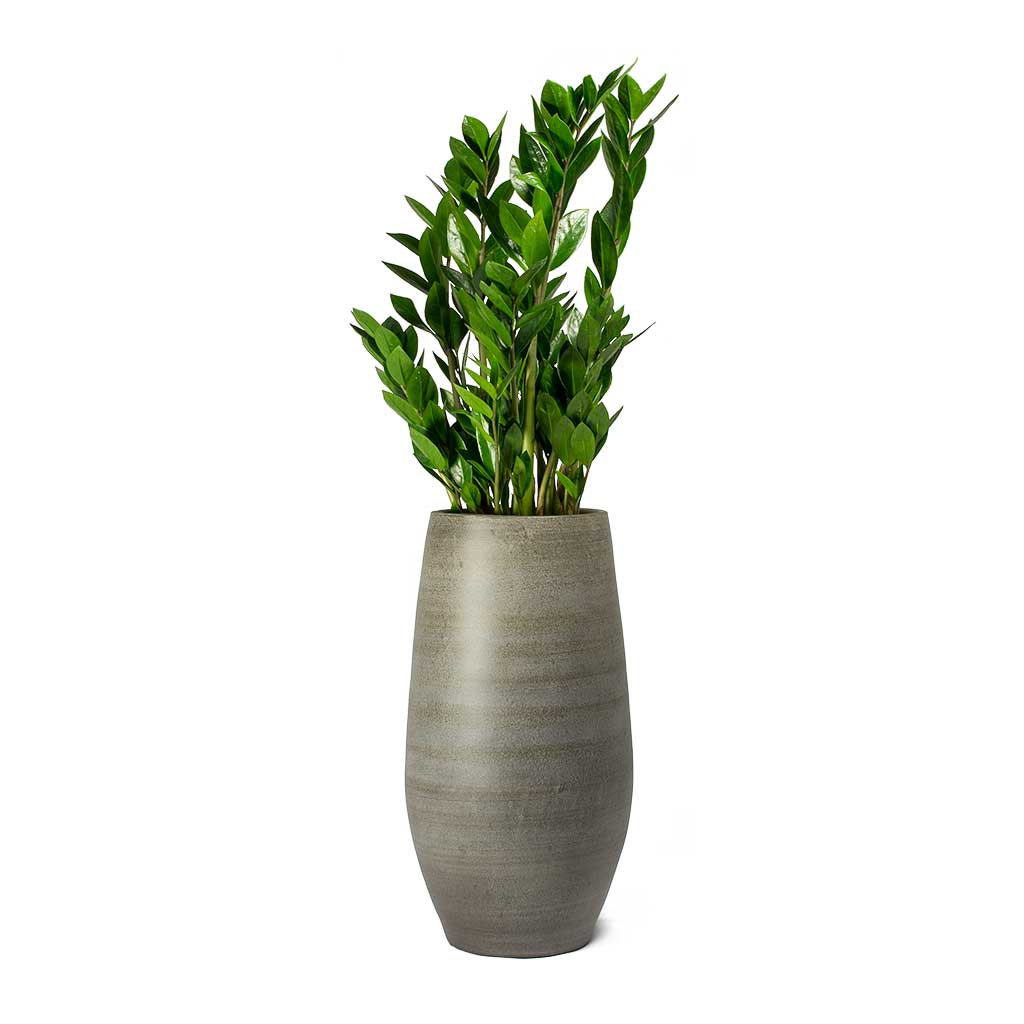 Indoor Plant Vases Quality Indoor Plant Pots Hortology   Zamioculcas Zamiifolia ZZ Plant Esra Tall Plant Vase Mystic Grey B5eae012 F916 46bf 96dc C55fabb0f531 2000x 