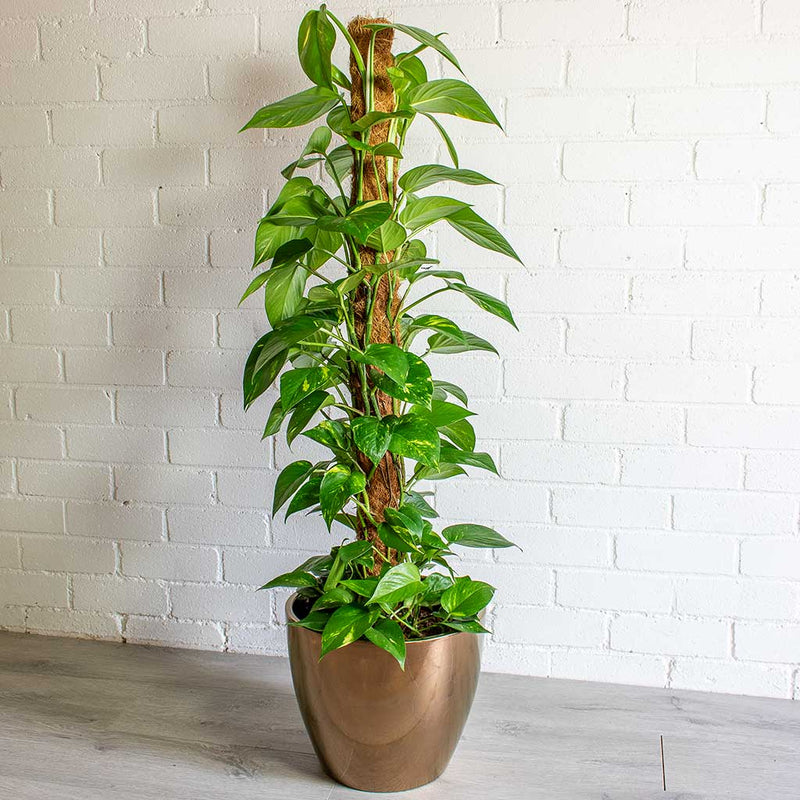 Sven Plant Pot - Gold - Quality Plant Pots | Hortology
