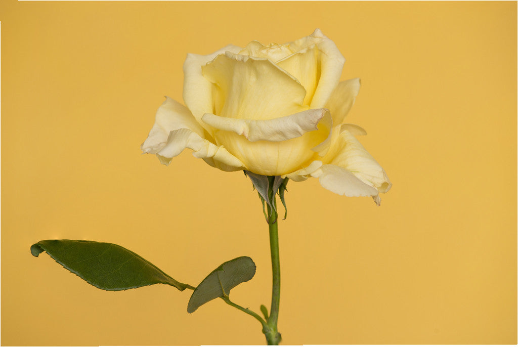 Single Yellow Rose Laura Lejuwaan Photography