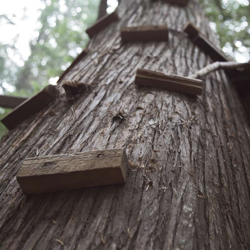 steps going up the tree