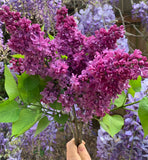 Lilacs