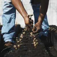 The Worker