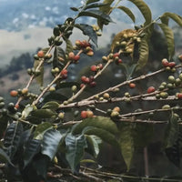 Mexico El Aguacate