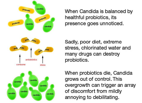 Candex™ Candida Probiotics