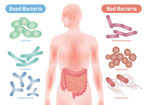 Good vs Bad Gut Flora bacteria IBD , Crohns, Crohns Disease, IBS, Diverticulitis, Keto, GAPS, 