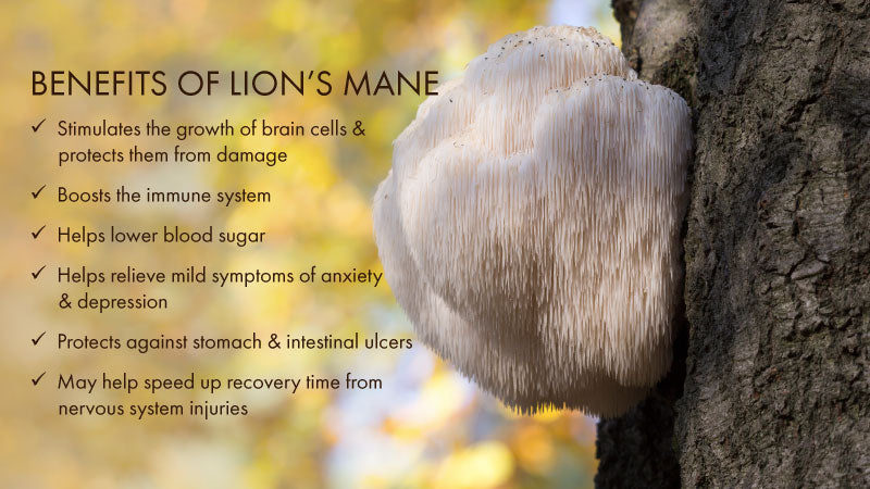 Image of Lion's Mane mushroom on tree, overlaid with text stating benefits of Lion's Mane mushrooms