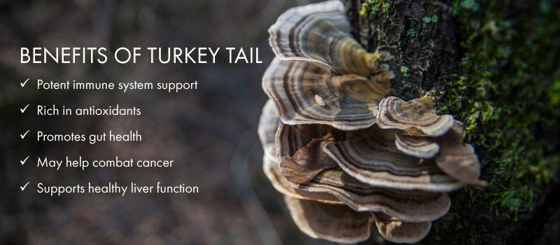 Benefits of Turkey Tail infographic superimposed on an image of wild Turkey Tail