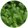 Chinese Club Moss