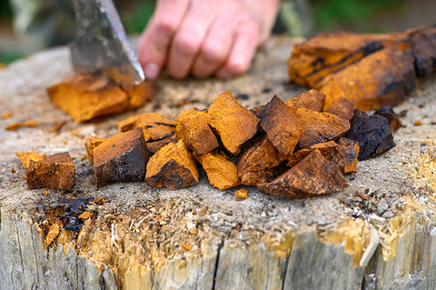 Chaga mushrooms being chopped up