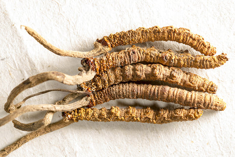 Cordyceps Mushrooms