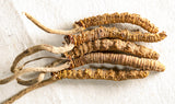 Cordyceps sinensis - caterpillar fungus