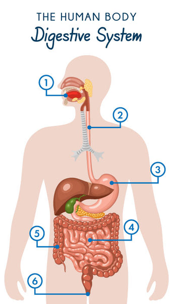 Infographic of the Human Body Digestive system