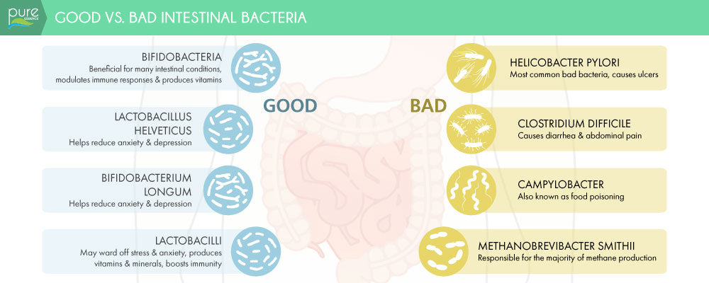 Good vs. Bad Intestinal Bacteria infographic